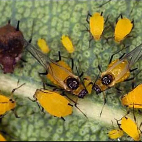thumbnail for publication: Oleander Aphid, Aphis nerii Boyer de Fonscolombe (Insecta: Hemiptera: Aphididae)